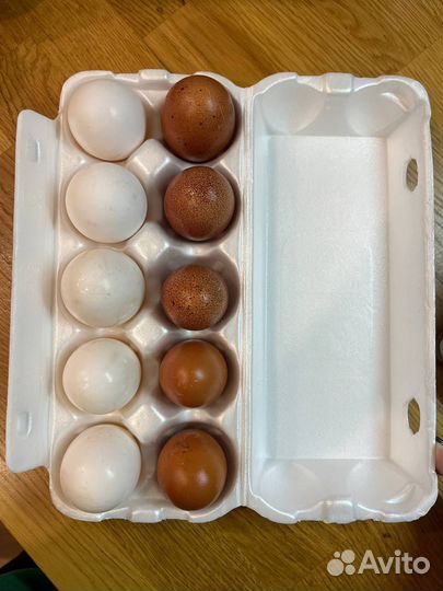 Домашние куриные яйца