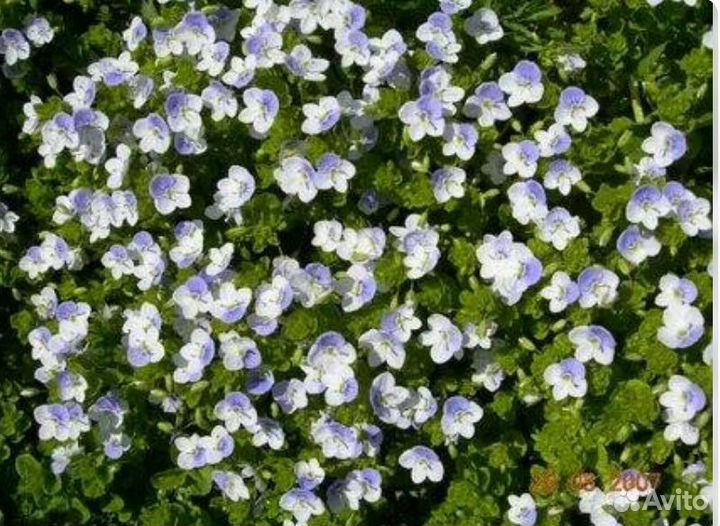 Саженцы черемши и вероника нитевидная