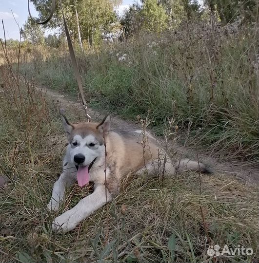 Алянский маламут щенки