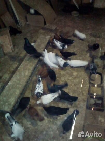 Голуби узбекские, пакистанские, иранские,бакинские
