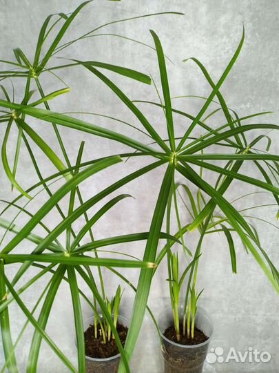 Циперус папирус