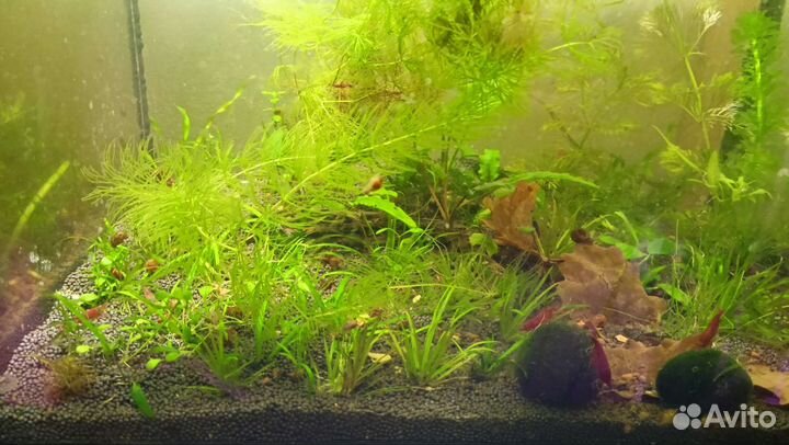 Украшения для аквариума