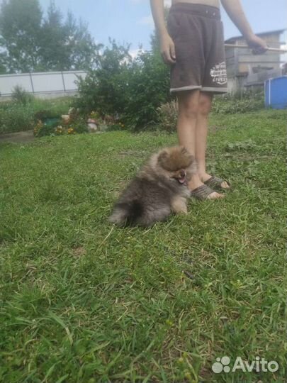 Померанский щпиц