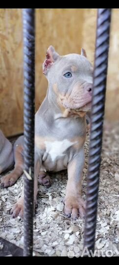 Американский булли покет, XL, стандарт