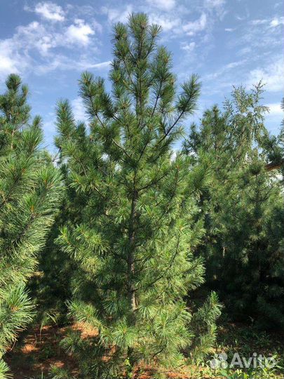 Саженцы кедра