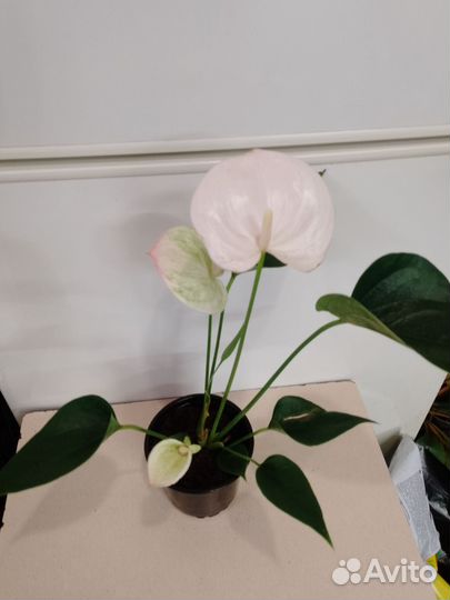 Антуриум фэнтези спрайт