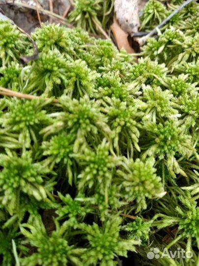 Мох сфагнум живой