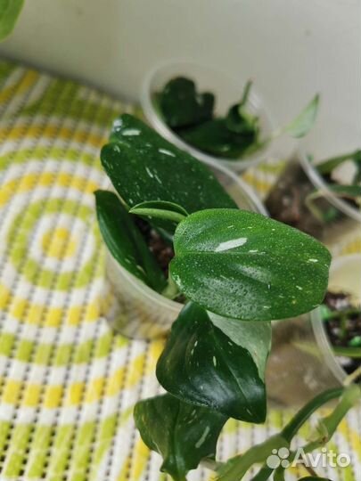 Сциндапсус, Филодендрон Белая Кобра