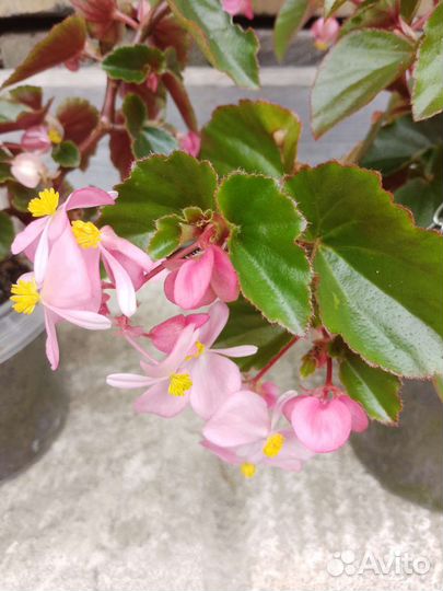 Бегония вечноцветущая