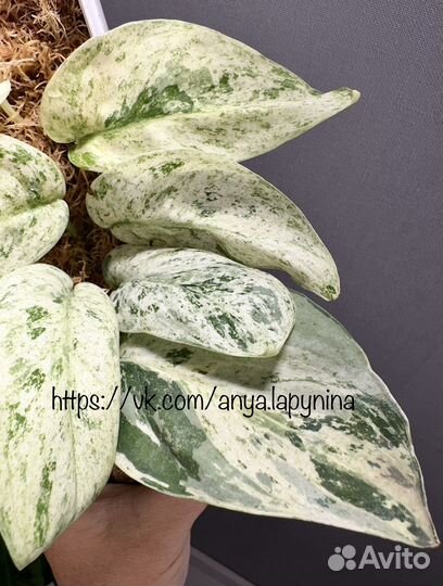 Сциндапсус жаде сатин минт марбл