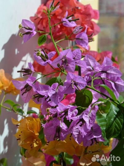 Бугенвиллея