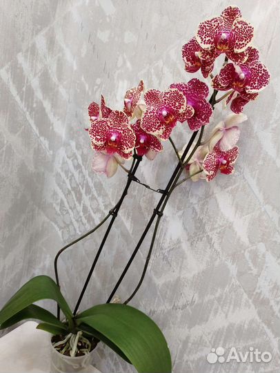 Орхидея фаленопсис Ред Сезам