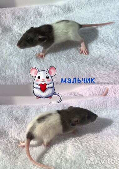 Крысята агути дамбо
