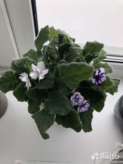 Фиалки, декабристы