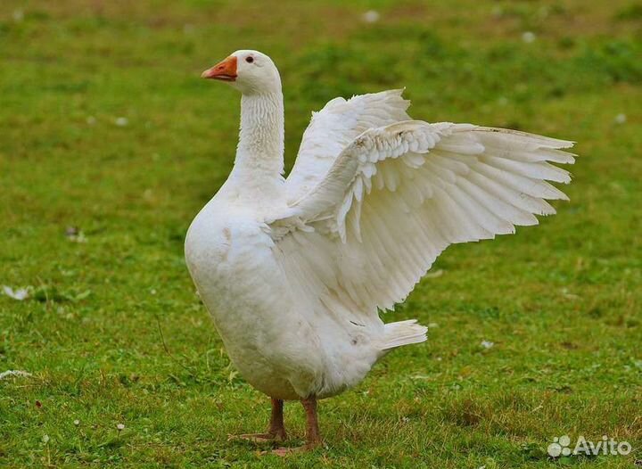 Гуси и утки