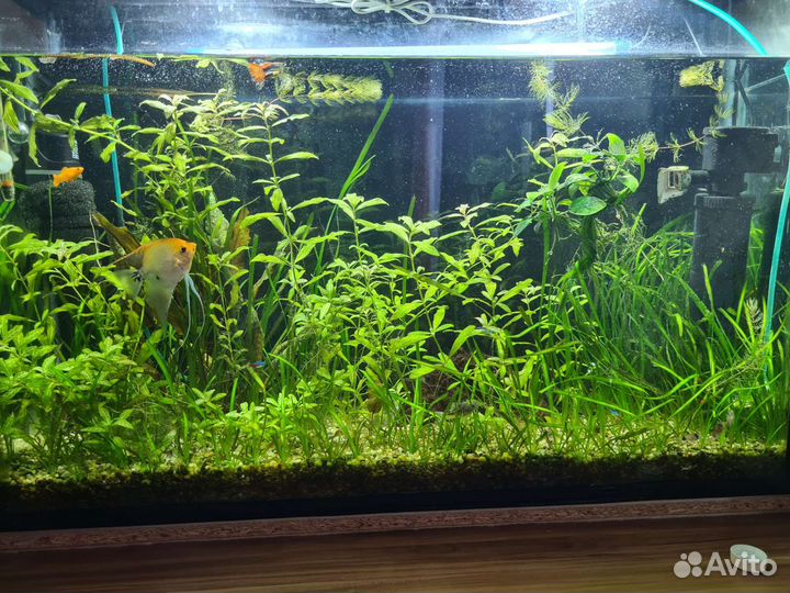 Аквариум