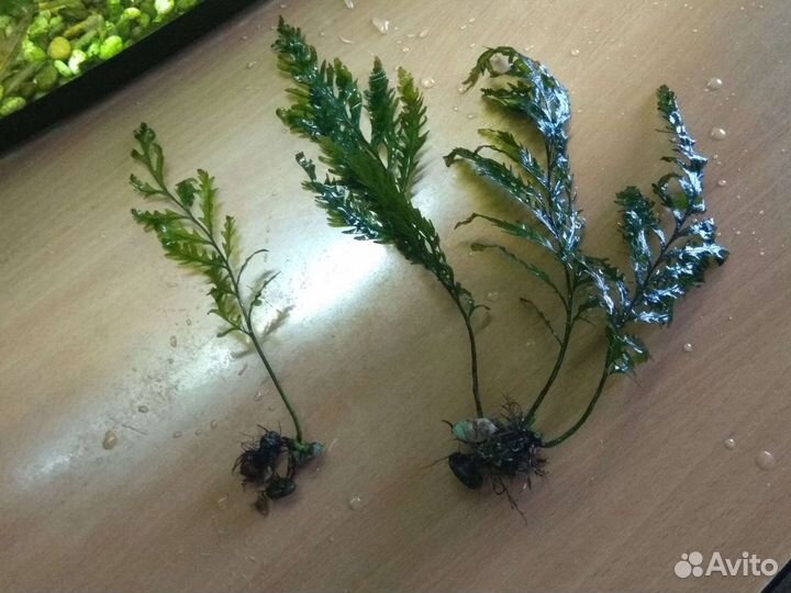 Аквариумные растения