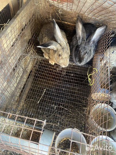 Кролики разные