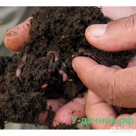Беогумус черназем навоз