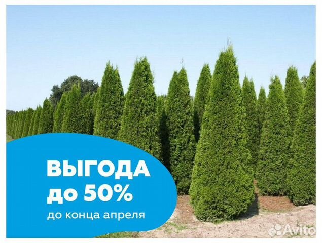 Туя смарагд оптом