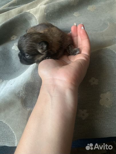 Продам щенков пекинес
