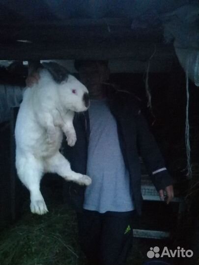 Кролики мясных пород