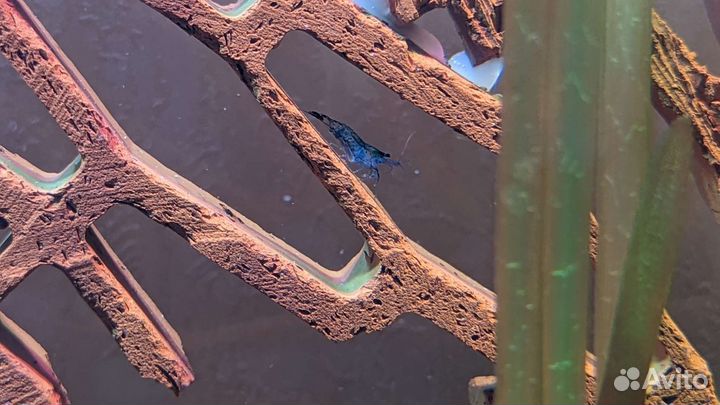 Аквариумные креветки