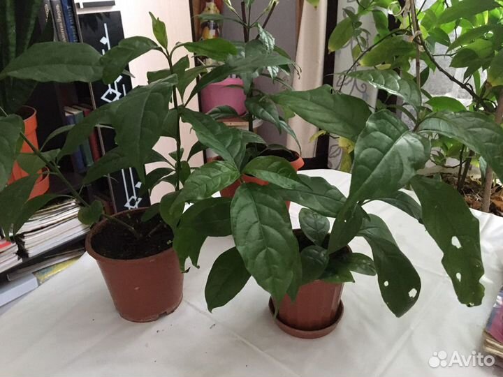 Уайтфельдия