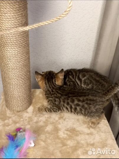 Бенгальские котята