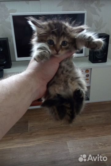 Катята отдам