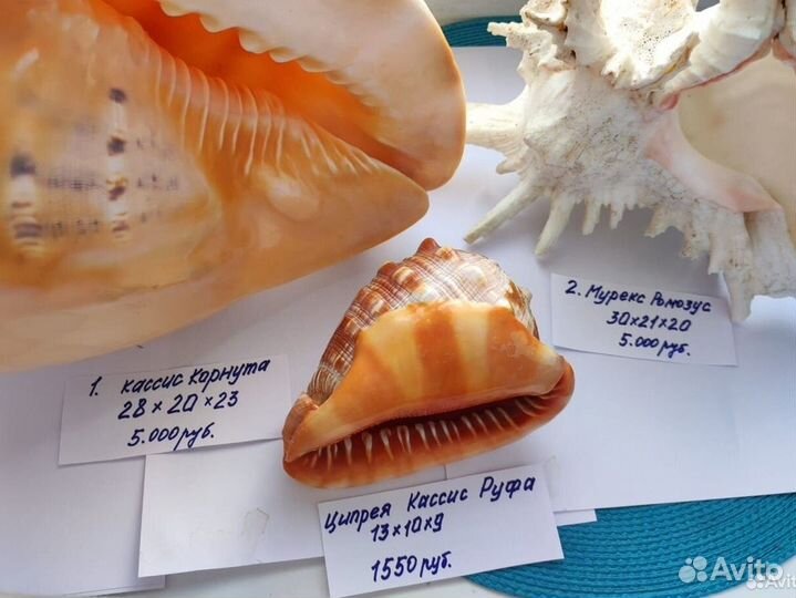 Ракушка морская большая