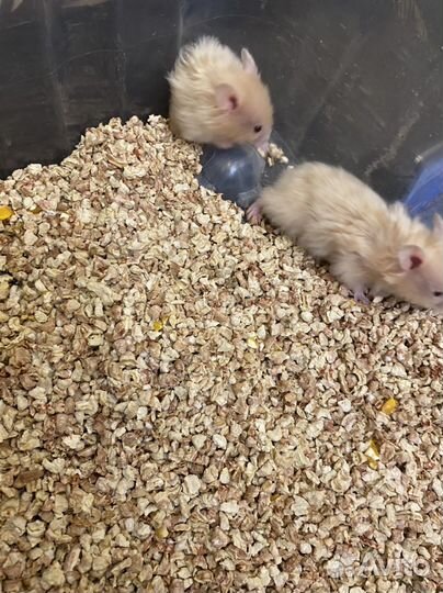 Ангорский хомяк