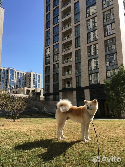 Выгул собак, догситер, зооняня, зоопсихолог