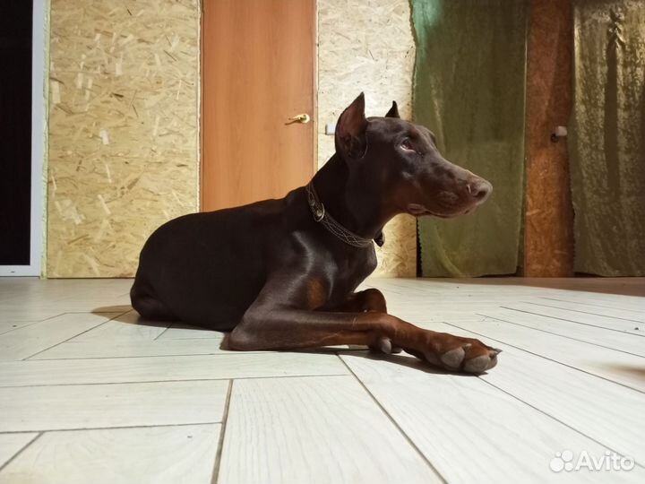 Кобель добермана вязка