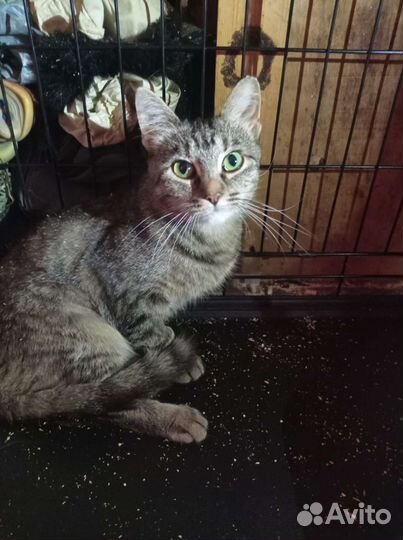 Молодая зеленоглазая кошка ищет дом или передержку