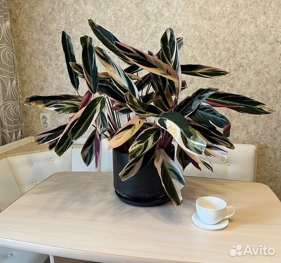 Строманта триколор