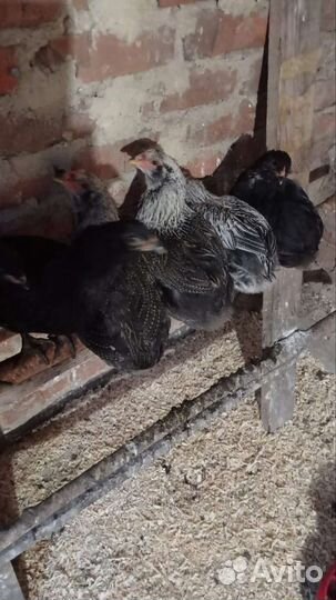 Куры петухи