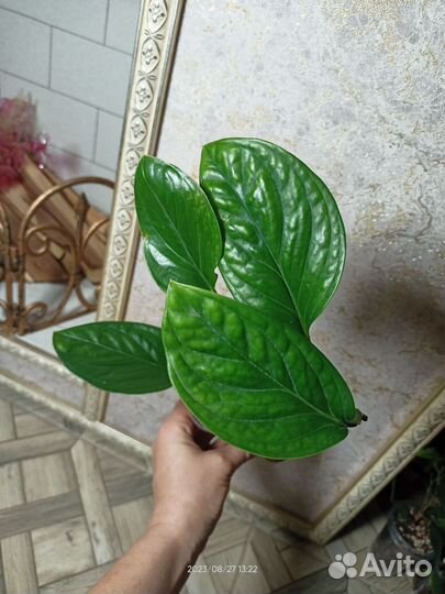 Разные мостеры