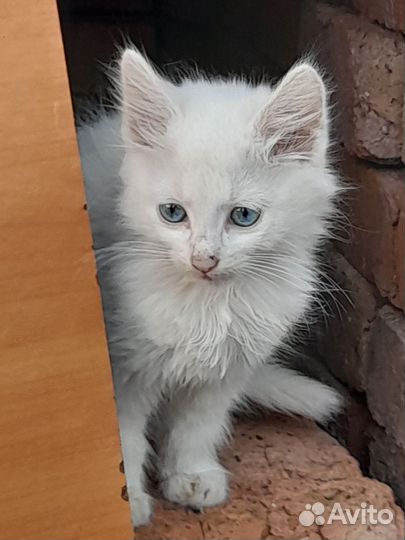 Котики ищут дом