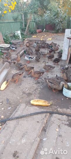 Подсадные утки