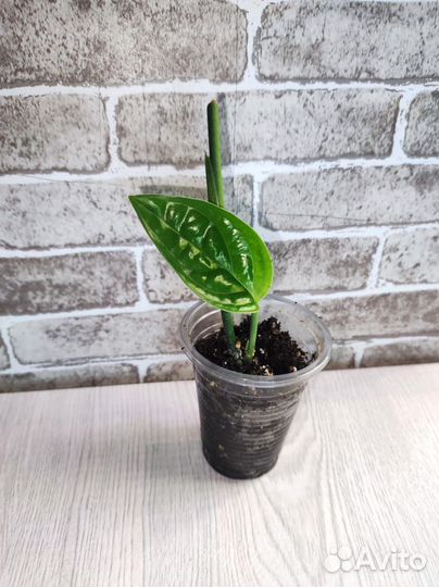 Комнатные растения 16