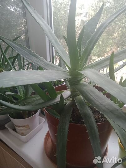 Алоэ Вера лечебный