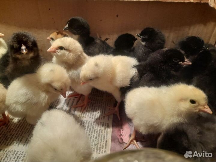 Цыплята суточные