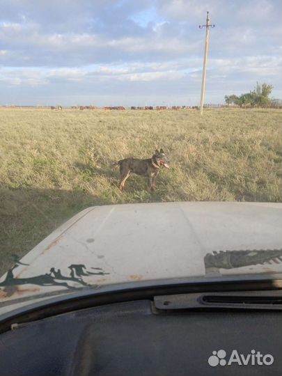 Вязка австралийского хилера
