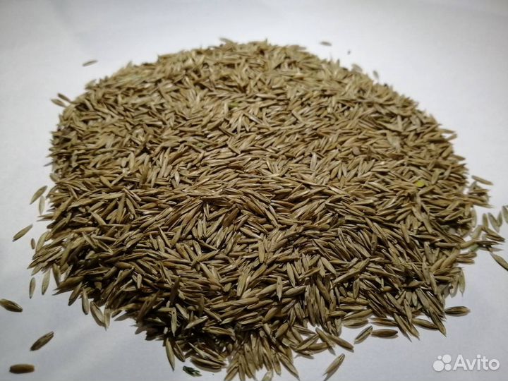 Семена овсяницы луговой