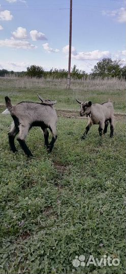 Чешский козел