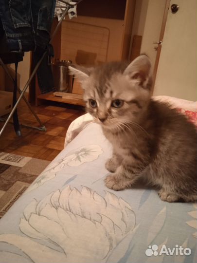 Котята