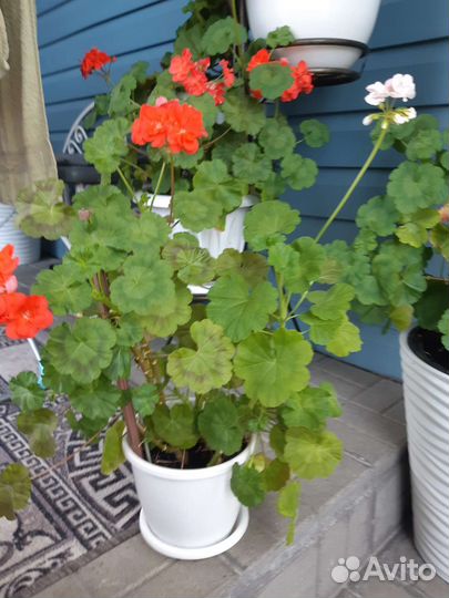 Пеларгония герань