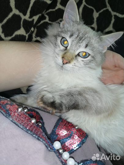 Котенок