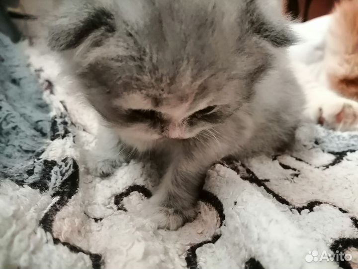 Шотландская кошечка вислоухая